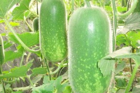 吃瓜网j4k.c,带你走进神秘的网络世界