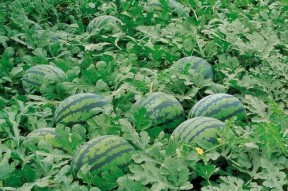 温县网红吃瓜群微信,揭秘网络红人的幕后生活