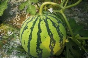 千万网红吃瓜最近,揭秘娱乐圈最新热点事件